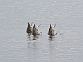 Alaska Wildlife-38